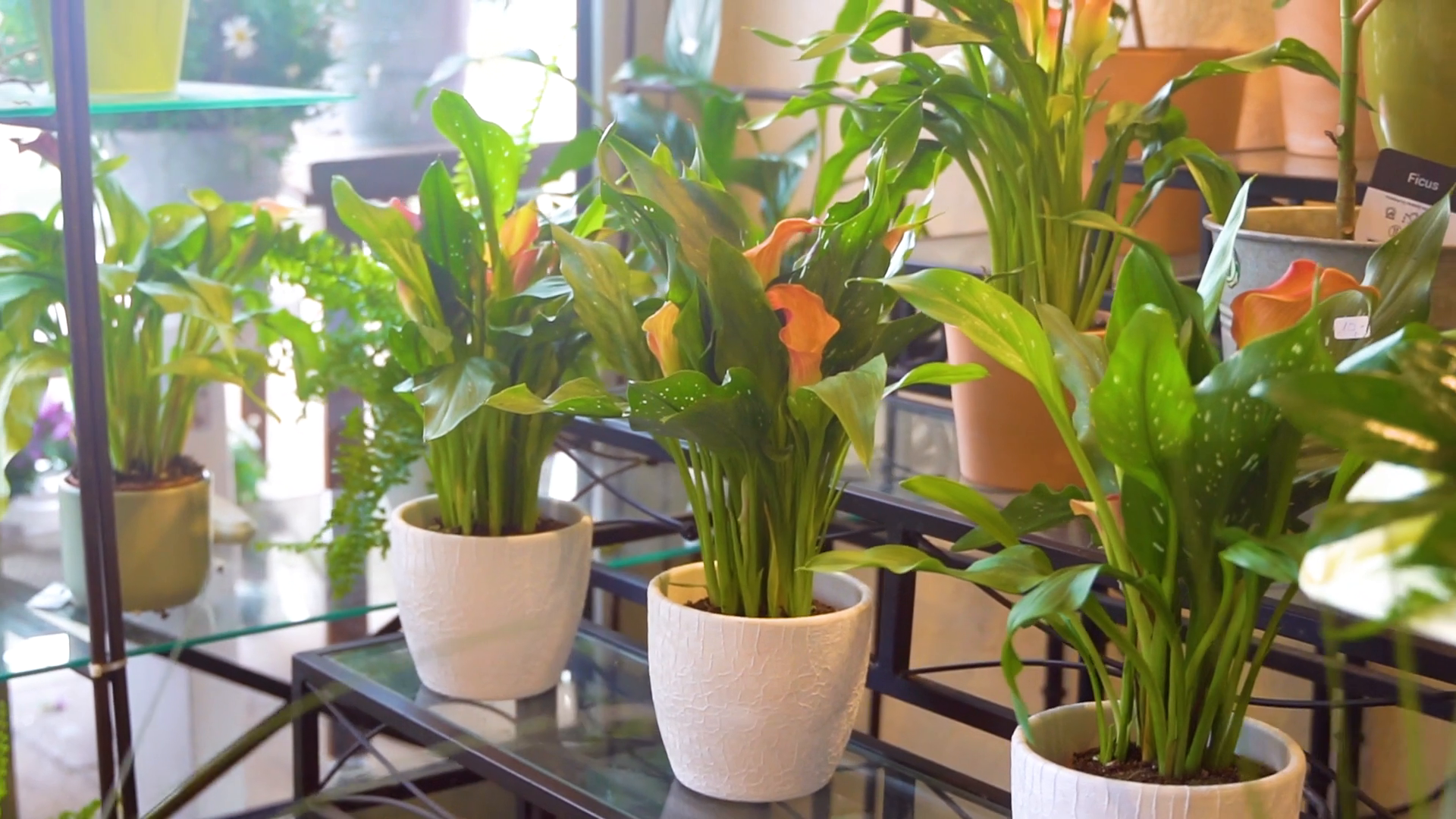 Unternehmensvideo von Oehlenschläger Blumen, Unternehmen in Schwarzenbek