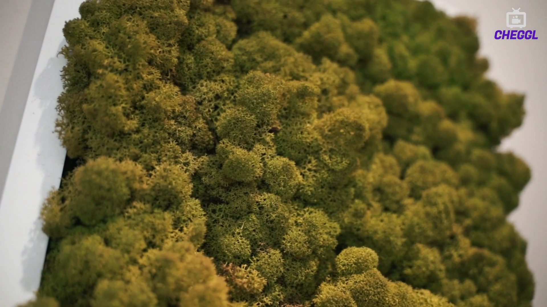 Unternehmensvideo von Specht Bio-Pharma/Anibio, Handel in Reinbek